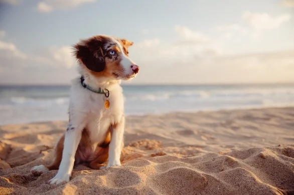 skin cancer in dogs and cats