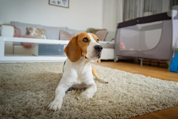diarrhoea-in-dog