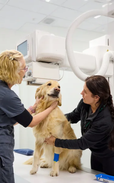 Need 24-hour vet care Australia-wide? 