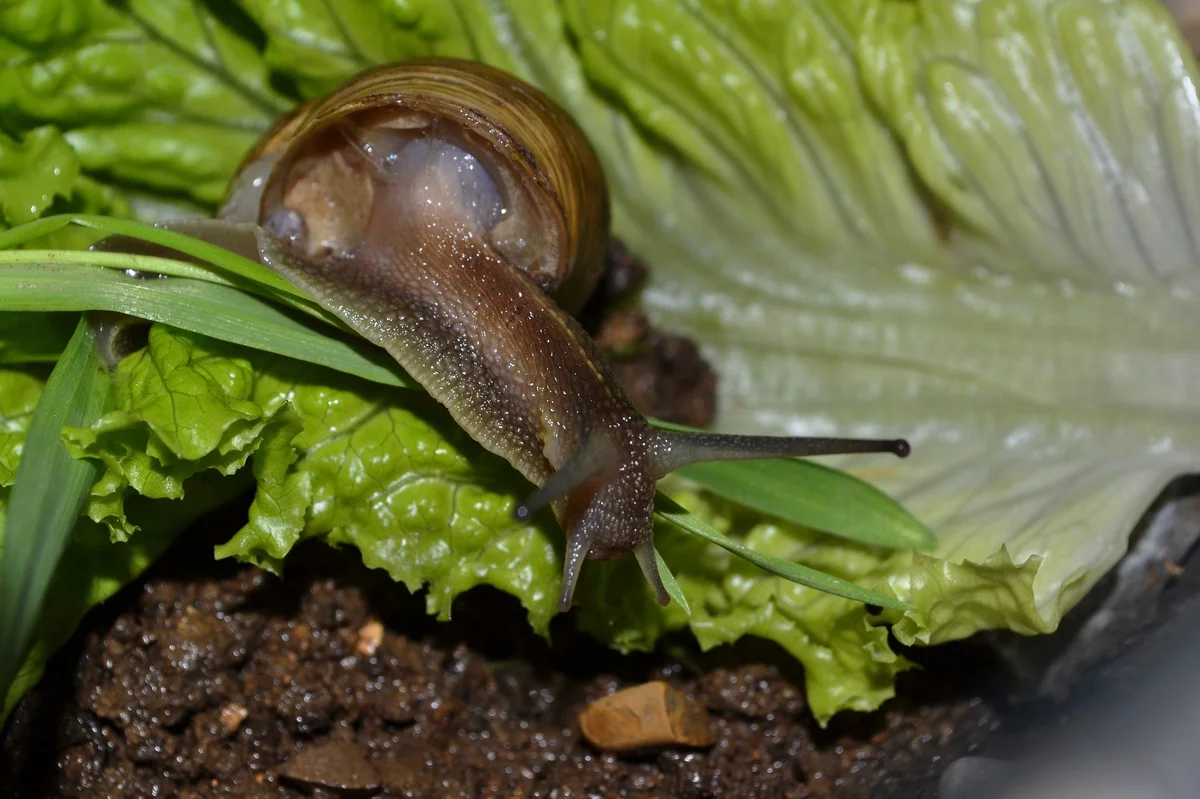 Are Garden Snails Poisonous to Dogs & Humans?