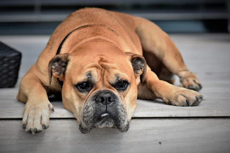 Epilepsy in Dogs, Cats & Pets