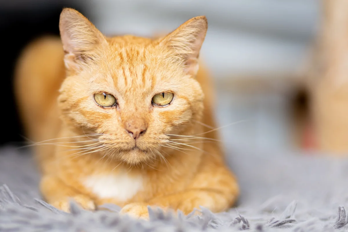 Hyperthyroidism in Cats: Causes, Symptoms & Treatment