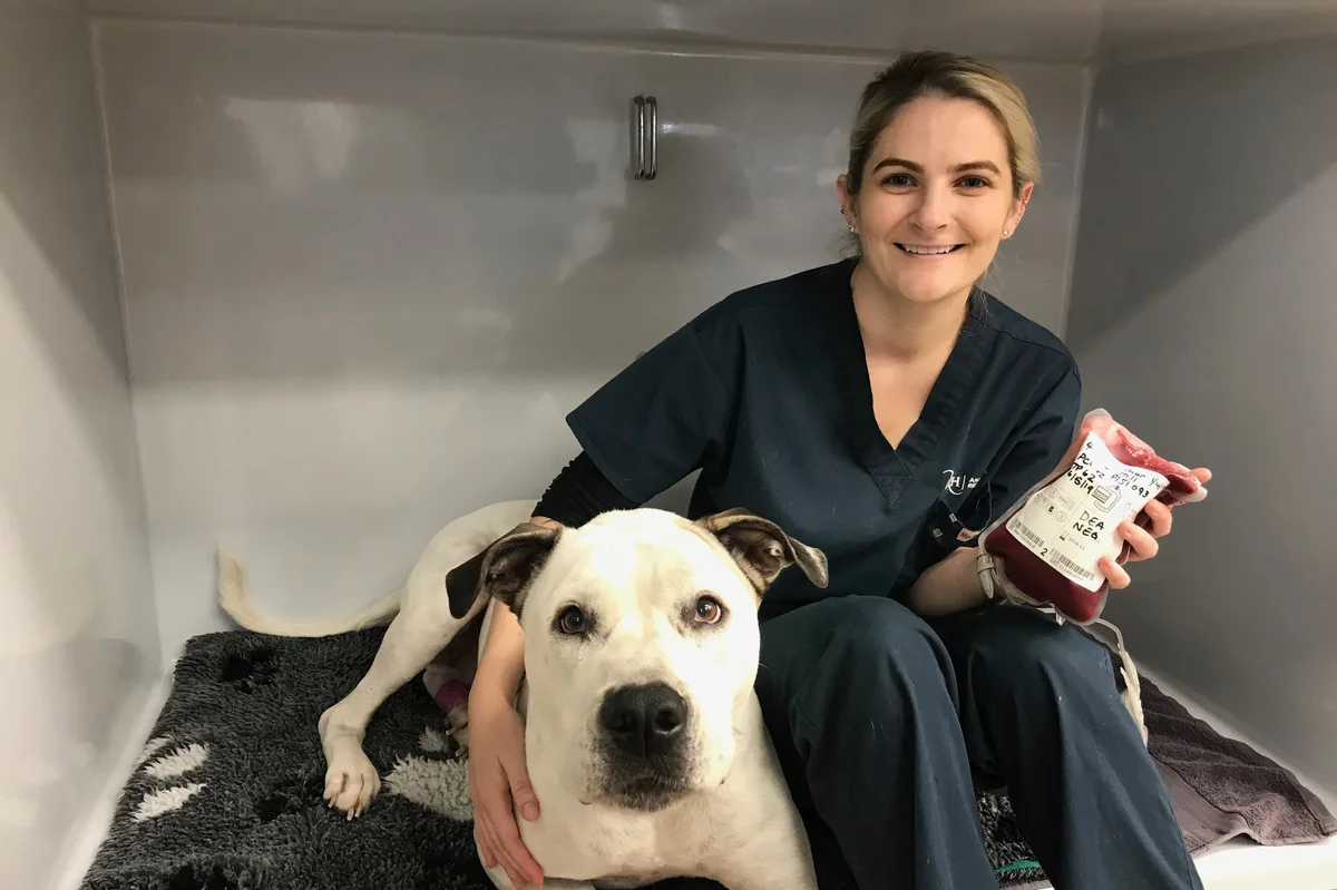 diarrhoea-in-dog