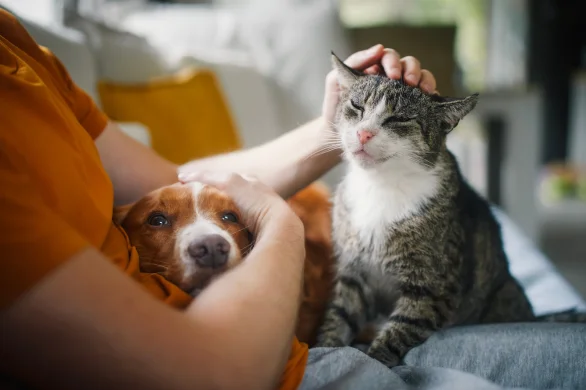 pet emergency 101