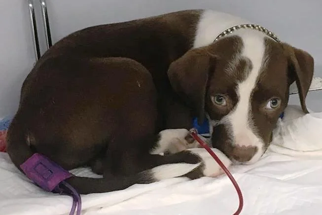 hookworm in puppies