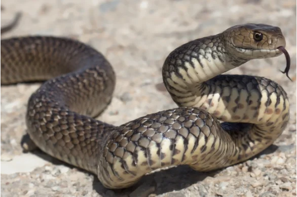 how-to-handle-a-pet-snake-bite-emergency-586-39