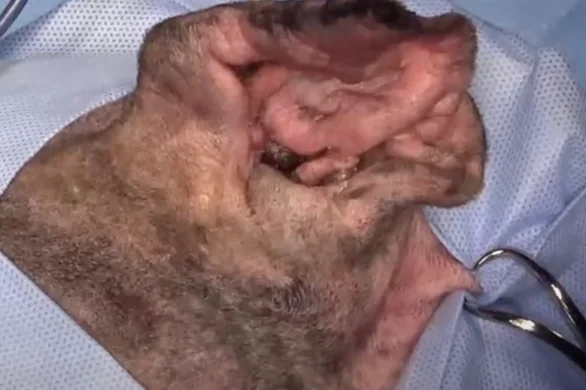 diarrhoea-in-dog