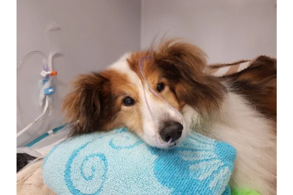 pet grief support