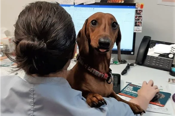 take-your-dog-to-workits-good-for-your-health-586x390