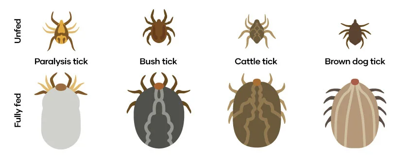 ticks in australia