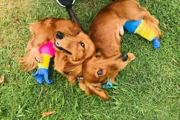 Daschunds & Pes Varus
