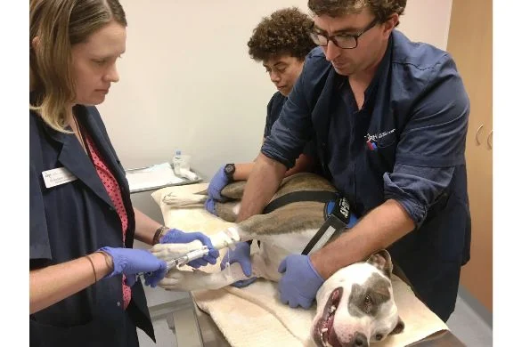 Chemotherapy - Keeping Pets & Owners Together For Longer
