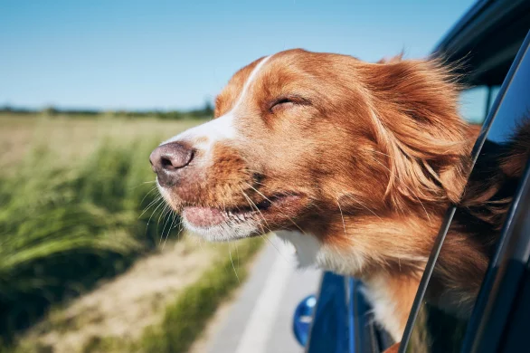How to prevent cataracts in dogs