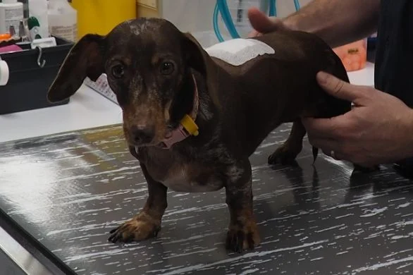 spinal-disease-in-dogs