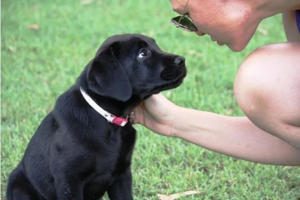 pet grief support