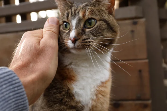 cyclone preparation for pets