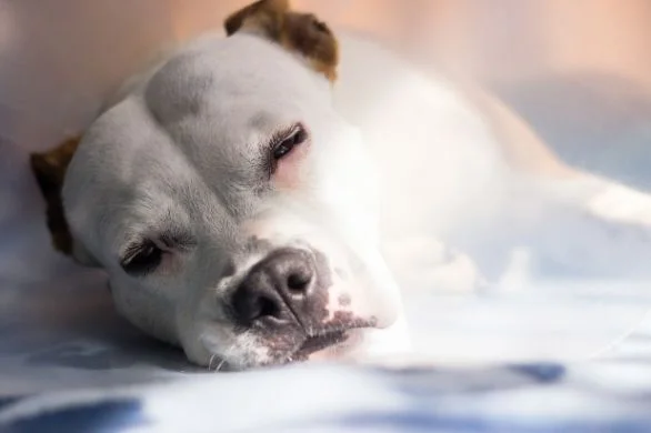 dog