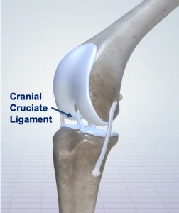 Cranial Cruciate Ligament Rupture & Treatment