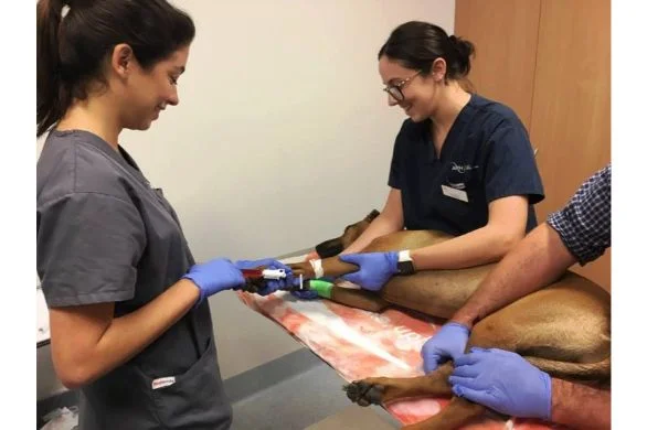 Chemotherapy - Keeping Pets & Owners Together For Longer