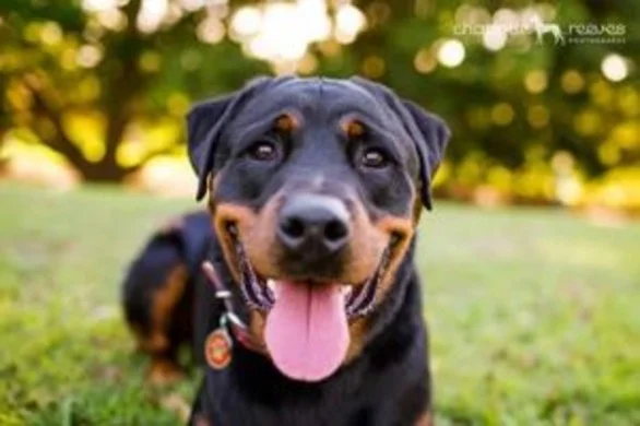 Auto-Immune Disease in Pets