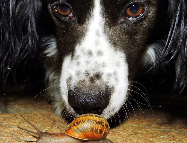 Are Garden Snails Poisonous to Dogs & Humans?
