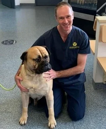 chylothorax-in-dogs-case-study