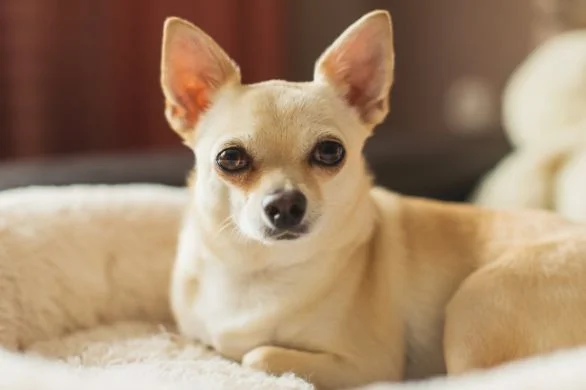 little-roxy-surviving-a-dog-attack-586x390