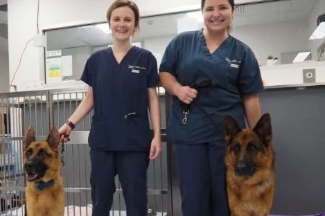 spontaneous-pneumothorax-in-dogs