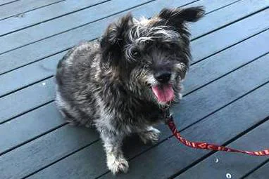 Epilepsy in Dogs, Cats & Pets