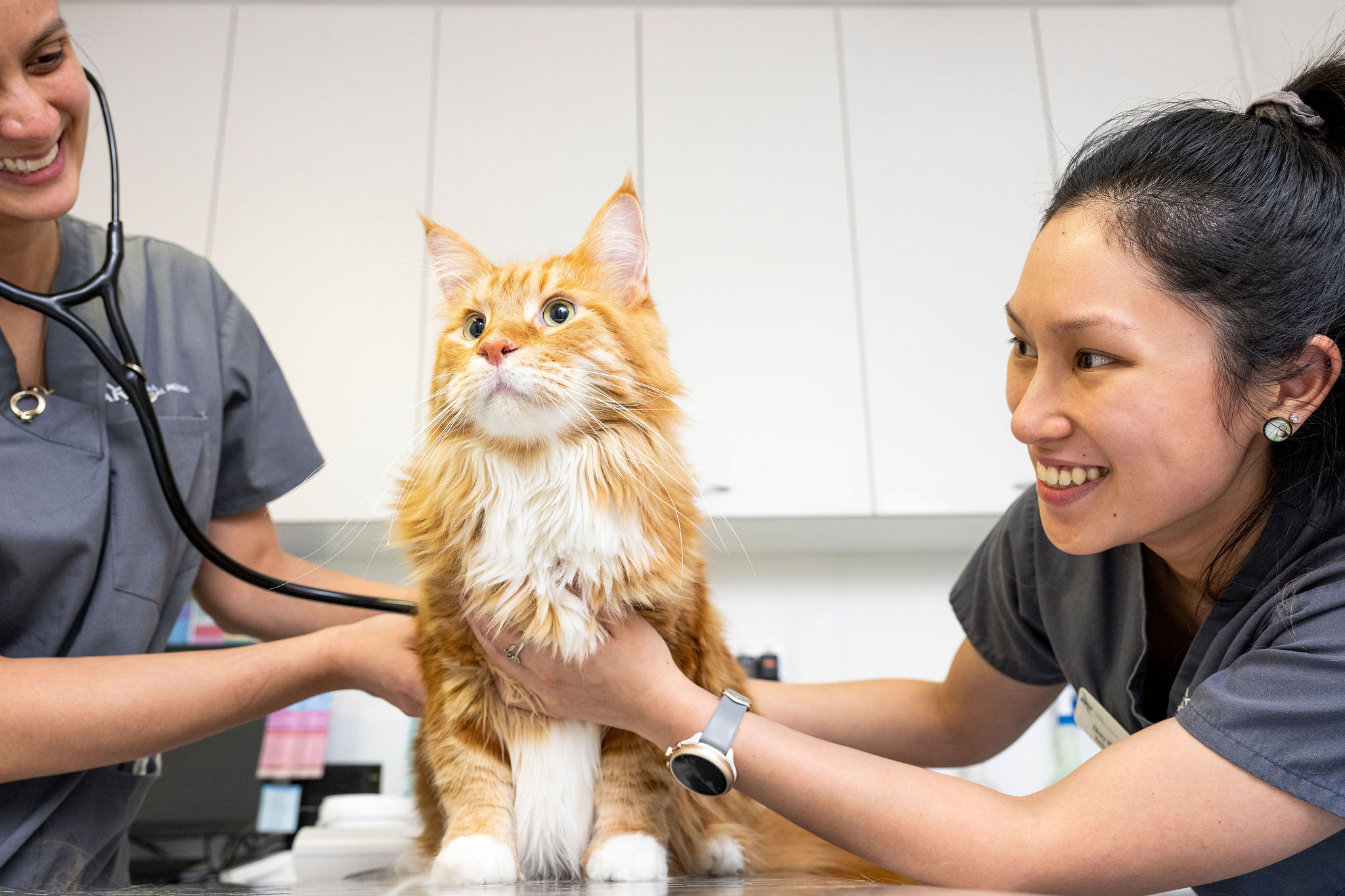 Smiling vets with cat