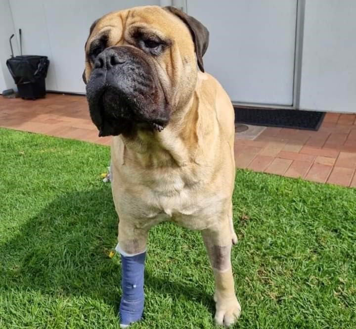 Chylothorax in Dogs | Treatment & Diagnosis Case Study