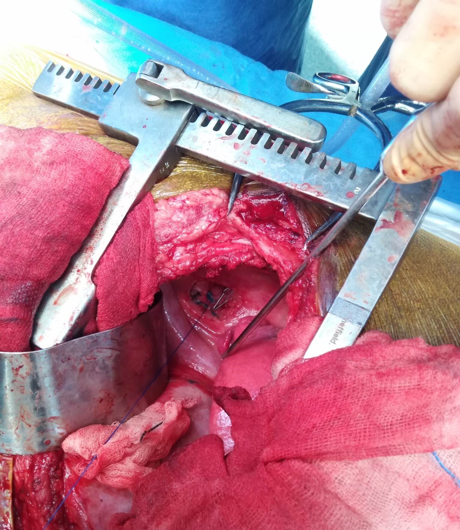 chylothorax-in-dogs-case-study