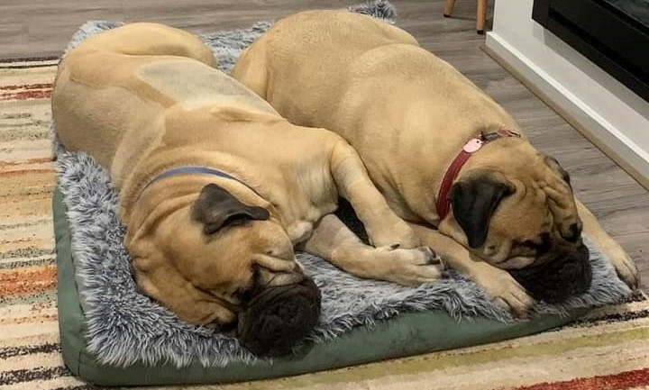 chylothorax-in-dogs-case-study