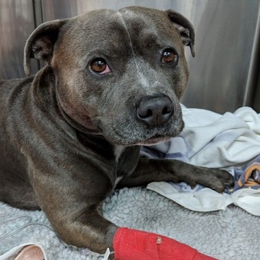 Xylitol Poisoning in Dogs: A Guide for Pet Owners