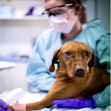 What is Metronomic Chemotherapy?