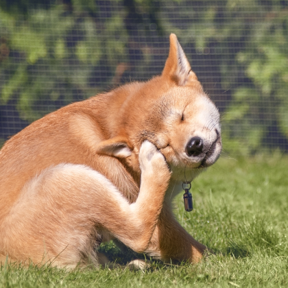 Allergies In Dogs | Causes, Symptoms & Treatment