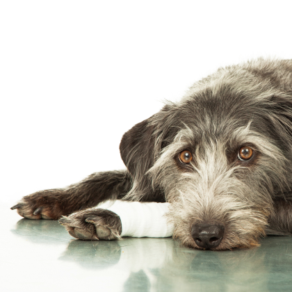 Bone Cancer In Dogs | Canine Osteosarcoma - AREN