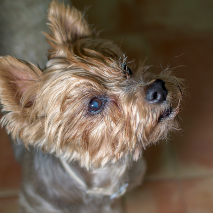 Cataracts In Dogs | Causes, Symptoms & Treatment