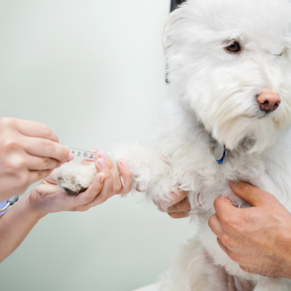 Diabetes In Dogs | Animal Health Specialists | AREN