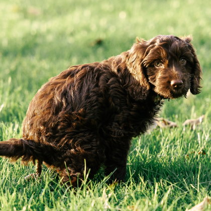 Diarrhoea In Dogs | Causes, Symptoms & Treatment