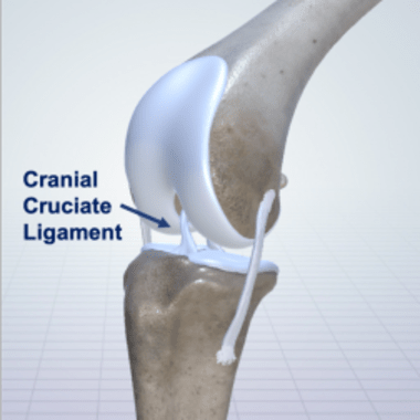 Cranial Cruciate Ligament Rupture & Treatment