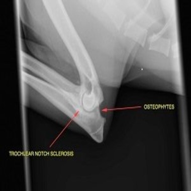 Elbow Dysplasia in Dogs and Medial Coronoid Disease