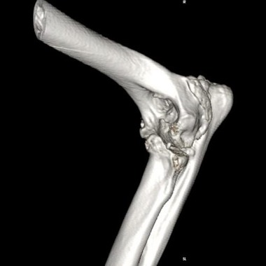 Arthritis In Dogs | Causes, Symptoms & Treatment