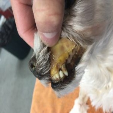 Immune Mediated Hemolytic Anemia (IMHA) in Dogs & Cats