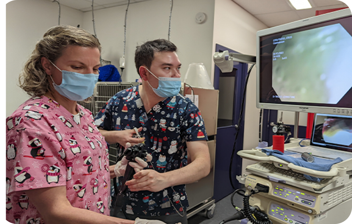 Emergency Vet Essendon Fields Specialty Services Animal Referral