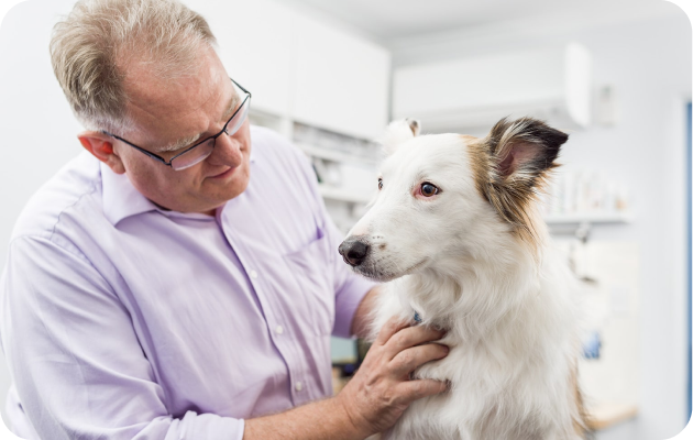 Specialty Services Vet in Adelaide | Veterinary Services & Referral Centre