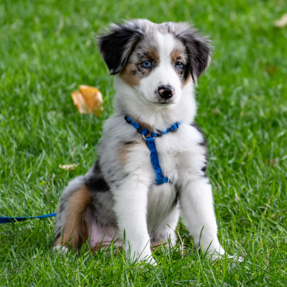 Chest Tumors in Dogs | Symptoms & Treatment