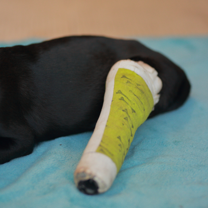 Catastrophic Error - I had amputated a normal leg