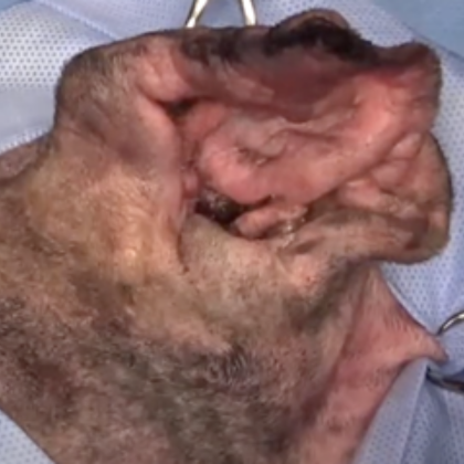 Total Ear Canal Ablation for Cats and Dogs