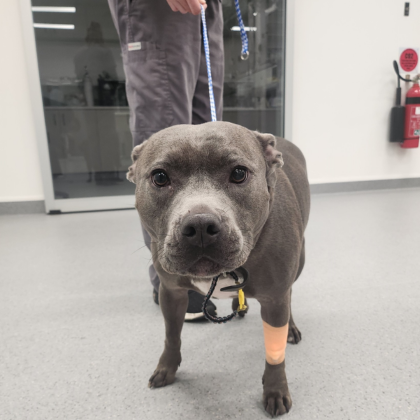 She-ra's TPLO Surgery